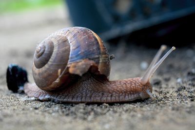 Close-up of snail