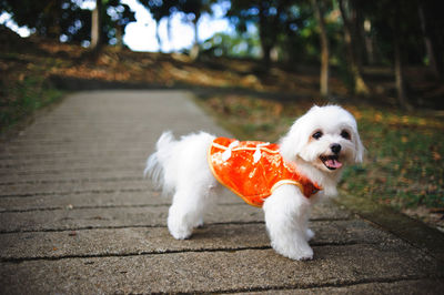 Portrait of puppy in red clothing standing on footpath