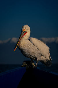 Close-up of pelican