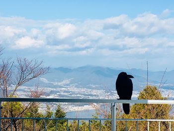 Bird perching on a mountain against sky