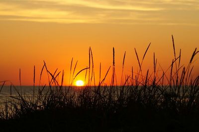 Plants growing on field at sunset