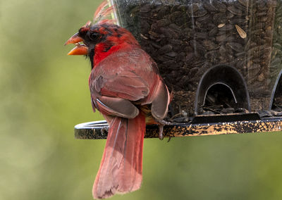 A wet northern cardinal feeds on a rainy day.