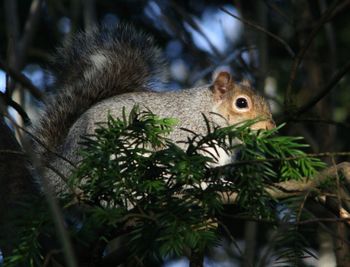 Close-up of lizard on tree