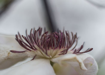 Close-up of purple flowering plant