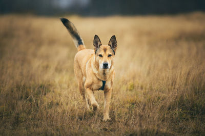 Portrait of dog running in field