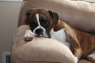 Close-up portrait of dog relaxing on sofa