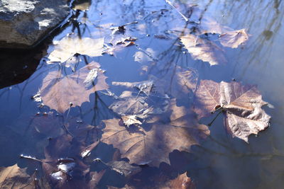 Leaves floating on water