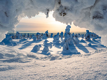 Crown snow-load on trees in riisitunturi national park, posio, finland