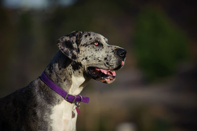 Close-up of great dane looking away