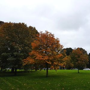 Trees in park during autumn against sky