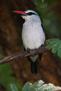 Close-up of bird perching on branch