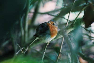 Close-up of bird perching on branch