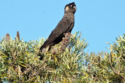 Low angle view of eagle perching on tree