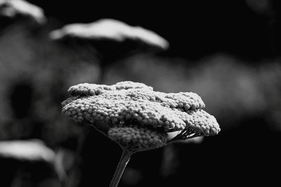 Close-up of plant against blurred background