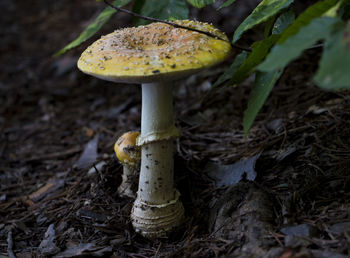 Close-up of mushroom growing outdoors