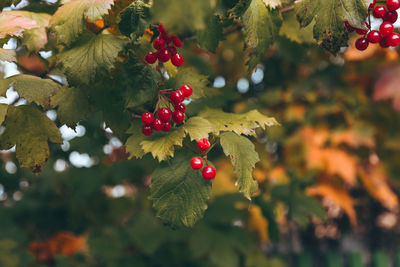 Close-up of red berries growing on tree