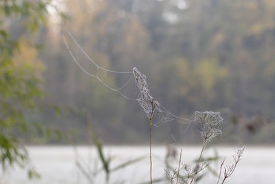 Close-up of spider web on plant during winter