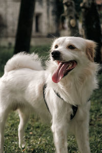 Dogs running on field