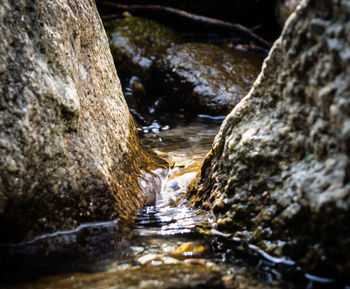 Close-up of lizard on rock