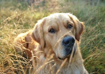 Close-up portrait of dog on field