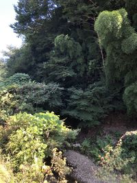 High angle view of trees growing in forest