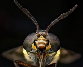 Close-up of an insect over black background