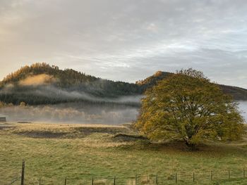 Trees on field against sky