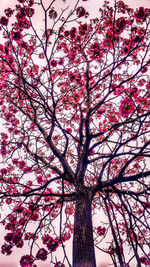 Low angle view of pink flower tree