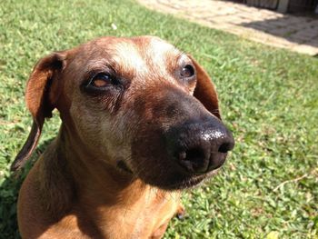 Close-up portrait of dog