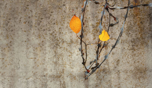 Close-up of dry leaves hanging on wall