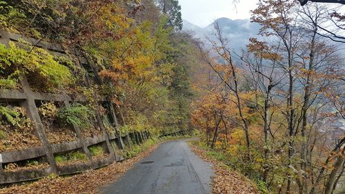 Dirt road amidst trees against sky