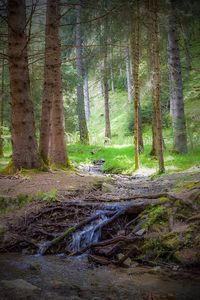 Trees in forest