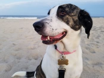 Close-up of dog on beach