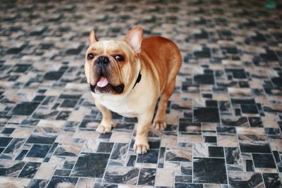 High angle view of dog standing on floor