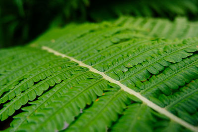 Macro fern