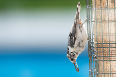 Close-up of bird perching on feeder