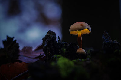 Close-up of mushroom growing on tree