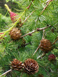 Close-up of pine cones on tree