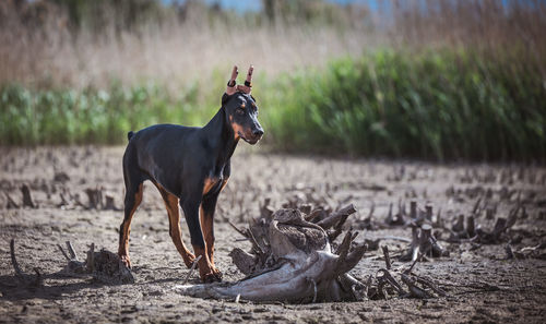 Dog standing on field