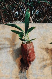 Close-up of potted plant against wall