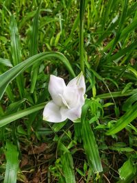 Close-up of white flowering plant on field