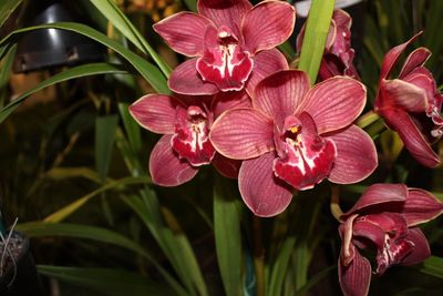 Close-up of pink orchids blooming outdoors