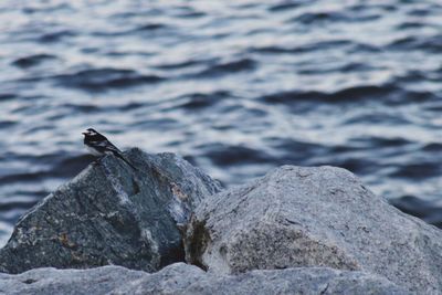 Close-up of bird perching on rock