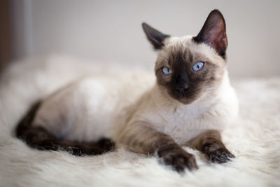 Portrait of cat relaxing at home