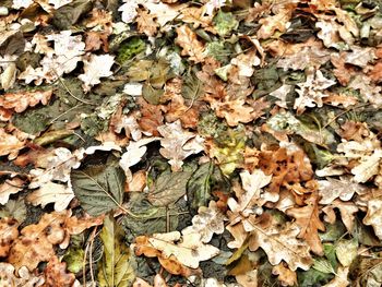 Full frame shot of dry leaves