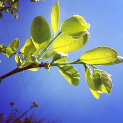 Low angle view of yellow flowers against blue sky