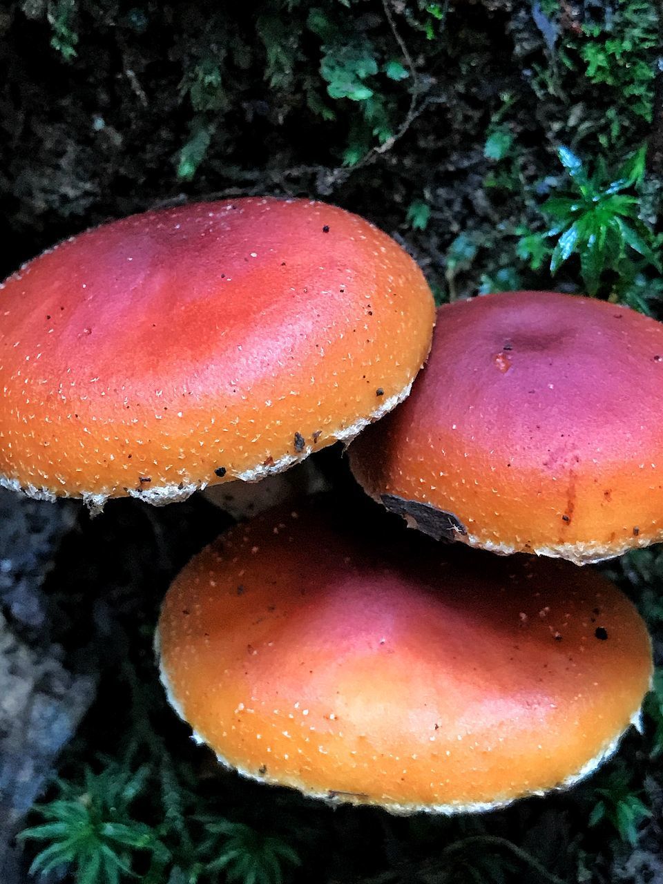 CLOSE-UP OF MUSHROOM GROWING IN FIELD