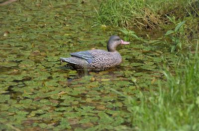 Mallard duck in a lake