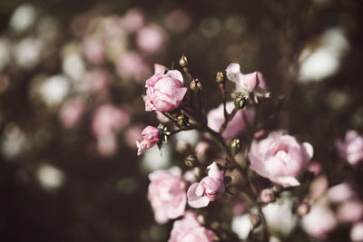 Close-up of pink cherry blossoms in spring