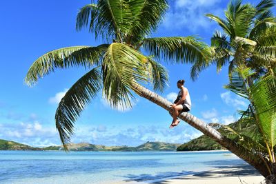 Palm tree by sea against sky